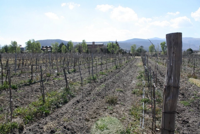  Vigneti 